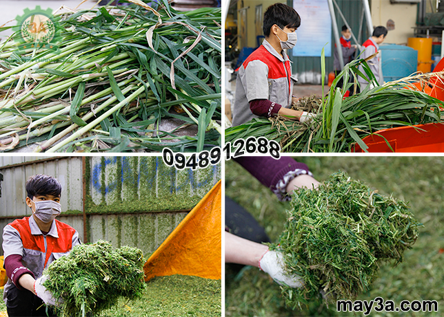 Cỏ voi được băm nhỏ bằng Máy băm cỏ công nghiệp 3A 9RC-130