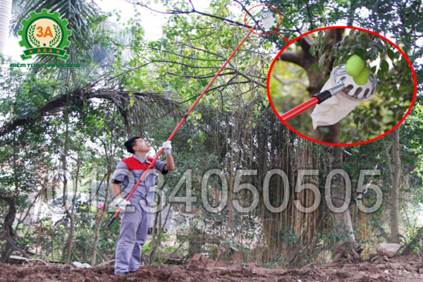 Kỹ thuật viên sử dụng Dụng cụ hái trái cây 3A3M