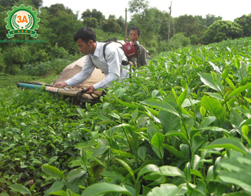 Sử dụng máy hái chè GL-700 đạt hiệu quả kinh tế cao