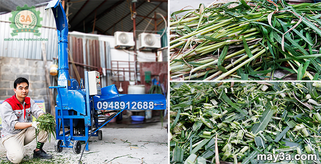 Cỏ được băm thành đoạn ngắn 2 - 5 (cm) bằng Máy băm cỏ 3A 9Z-4C