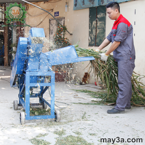 Kỹ thuật viên đang vận hành Máy thái cỏ cho bò 3A9Z-3
