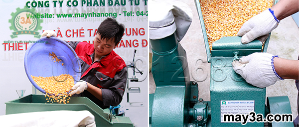Đổ nguyên liệu và điều chỉnh cửa ngăn nguyên liệu của Máy nghiền ngô 3A S7,5Kw