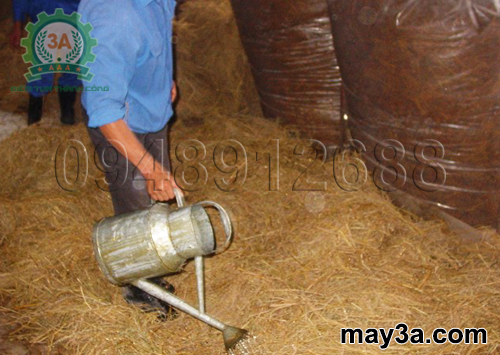 Cách ủ rơm cho bò bằng urê: Bà con đang tưới nước phân urê lên rơm rạ khô