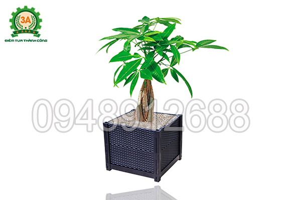 Cây cảnh được trồng trong khay trồng rau 3A