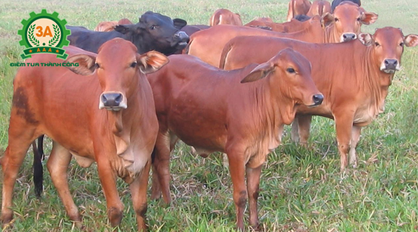 Kỹ thuật nuôi bò sinh sản: Bò giống sinh sản có đầy đủ đặc điểm tốt