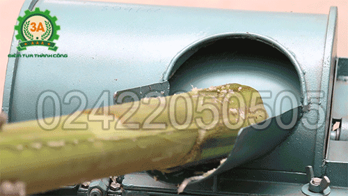 Cho nguyên liệu vào cửa nạp của Máy băm cây chuối dạng hạt 3A1,5Kw