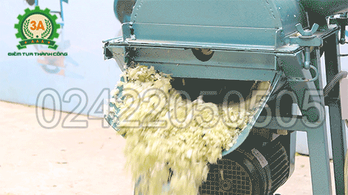 Sản phẩm đầu ra của Máy băm cây chuối dạng hạt 3A1,5Kw