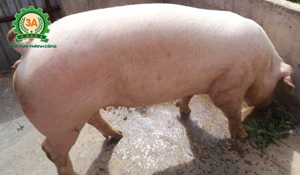 Kỹ thuật nuôi lợn nái sinh sản: Heo giống được chọn cần có đủ những ưu điểm tốt