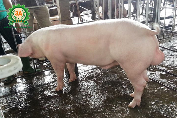 Công thức phối trộn thức ăn cho lợn thịt: Lợn Landrace 