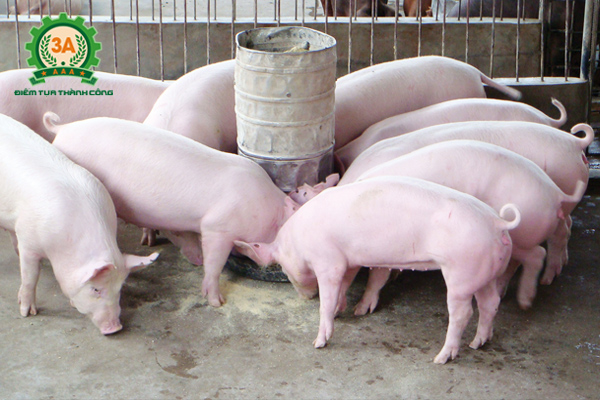 Công thức phối trộn thức ăn cho lợn thịt quy mô gia đình, trang trại
