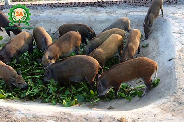 Kỹ thuật nuôi lợn rừng thương phẩm: cho lợn ăn bèo tây