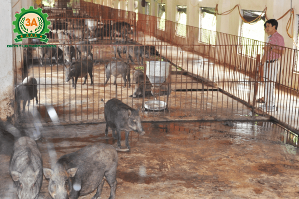 Kỹ thuật nuôi lợn rừng thương phẩm - Nuôi lợn rừng nhốt chuồng
