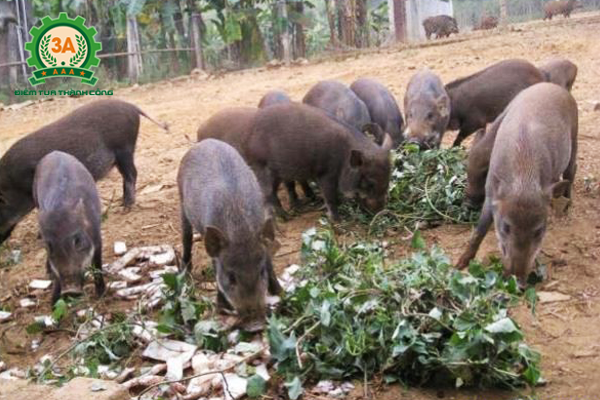 Kỹ thuật nuôi lợn rừng thương phẩm: Thức ăn cho lợn rừng