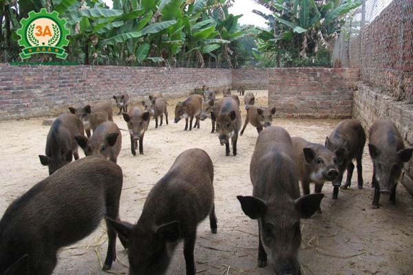 Kỹ thuật nuôi lợn rừng thương phẩm: Xây tường vây