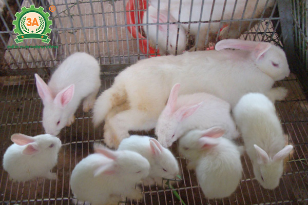 Kỹ thuật làm chuồng nuôi thỏ: Chuồng nuôi thỏ con