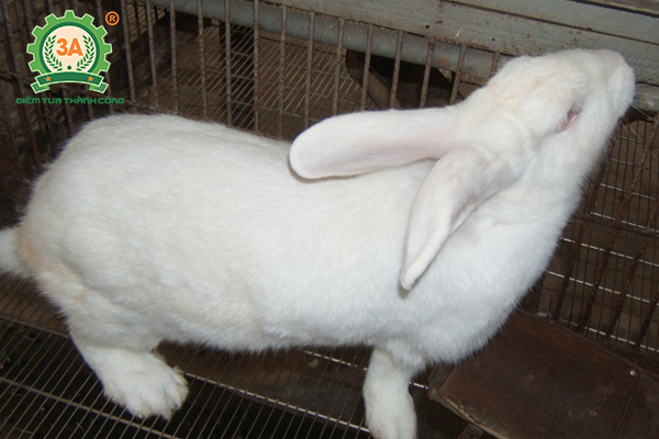 Kỹ thuật nuôi thỏ sinh sản: Chọn thỏ đực giống