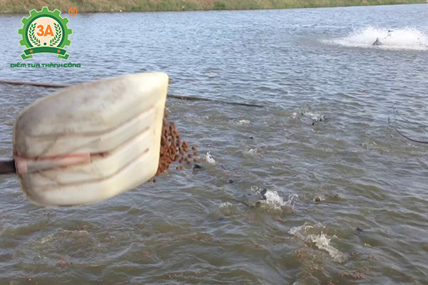Kỹ thuật nuôi cá trắm đen: Cho cá ăn bằng xẻng