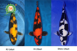 Cách nuôi cá Koi: Koi Taisho Sanke: Koi Utsuri