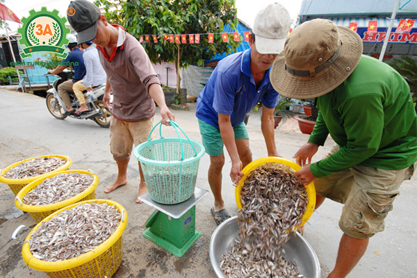 Kỹ thuật nuôi cá quả Miền Bắc: Thu mua cá tạp làm thức ăn cho cá quả