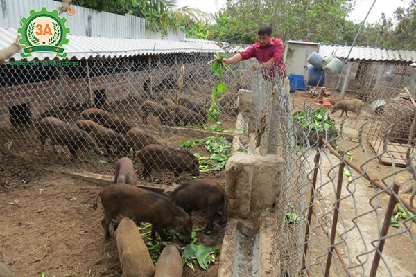 Chuồng trại chăn nuôi lợn rừng (01)