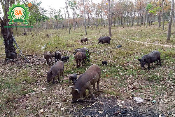 Chuồng trại chăn nuôi lợn rừng (02)