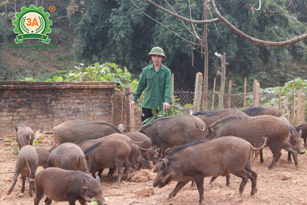 Chuồng trại chăn nuôi lợn rừng (04)