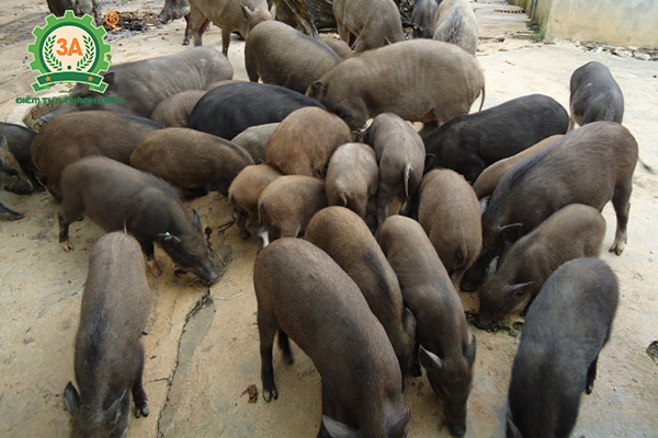 Chuồng trại chăn nuôi lợn rừng (05)