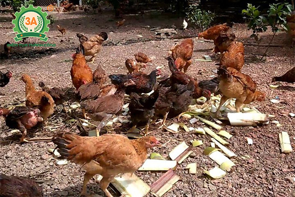 Máy băm chuối, nghiền ngô 3A1,5Kw (07)