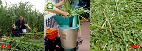 Máy xay nghiền thức ăn chăn nuôi trong băm nghiền thân cây ngô, cỏ voi, rau, bèo,...
