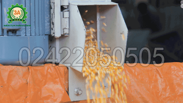 Nông sản được vận chuyển nhờ máy hút hạt nông sản 3A6M có tỉ lệ vỡ hạt cực thấp