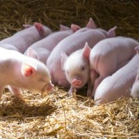Phương pháp phối trộn thức ăn cho lợn con