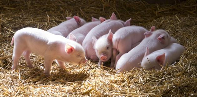 Phương pháp phối trộn thức ăn cho lợn con