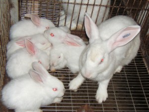 kỹ thuật chăn nuôi thỏ