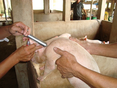 Nhiều nước trên thế giới đã ban hành lệnh cấm sử dụng kháng sinh trong chăn nuôi