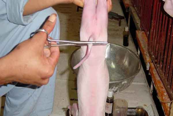 Cách chăm sóc lợn con mới đẻ - cắt đuôi cho lợn con