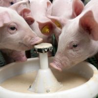 Cách chăm sóc lợn con mới đẻ - tập ăn sớm cho lợn con