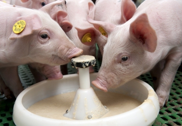Cách chăm sóc lợn con mới đẻ - tập ăn sớm cho lợn con