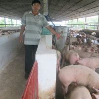 Mặc dù thương lái đã tích cực thu mua lợn để xuất sang Trung Quốc, bà con vẫn điêu đứng vì rớt giá mạnh.