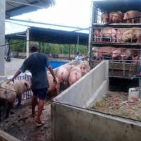 Trung Quốc ngưng mua, người nuôi lợn điêu đứng sản lượng
