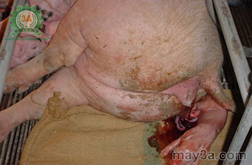 Các bệnh thường gặp trên lợn nái sau khi sinh - Bệnh sót nhau