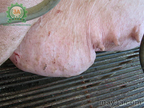 Các bệnh thường gặp trên lợn nái sau khi sinh - Bệnh sốt sữa