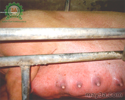Các bệnh thường gặp trên lợn nái sau khi sinh - Bệnh viêm vú