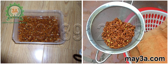 Kỹ thuật trồng rau mầm hiệu quả: Ngâm hạt giống (bên phải) - Hạt giống để ráo nước (bên trái)