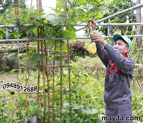 Kỹ thuật viên đang sử dụng Bộ dụng cụ buộc cành cây 3A