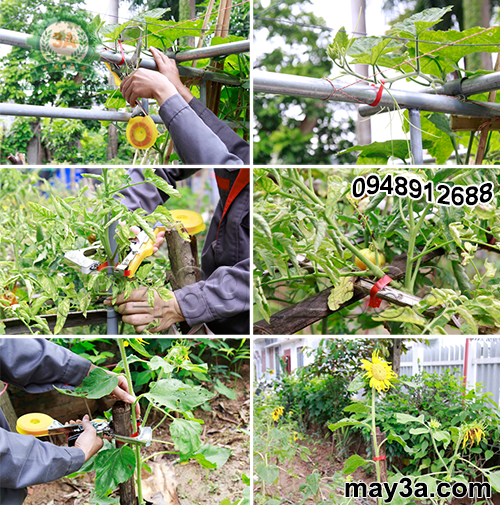 Các loại rau, hoa được buộc gọn gàng bằng Bộ dụng cụ buộc cành cây tự động 3A