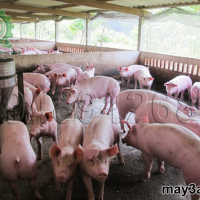 Bí quyết nuôi lợn thịt không dùng thuốc kháng sinh