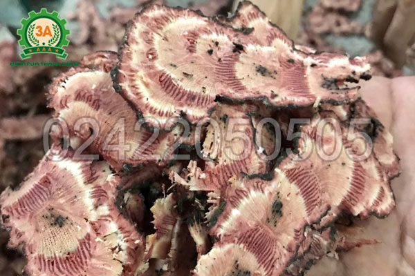 Cây thuốc đã được thái thành từng lát mỏng, đồng đều bằng máy thái thuốc bắc 3A3Kw