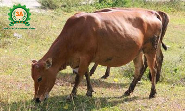 Kỹ thuật nuôi bò sinh sản: Bò được chăm sóc đúng kỹ thuật sẽ phát triển tốt
