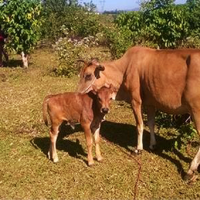 Kỹ thuật nuôi bò sinh sản: Bò mẹ và bê con
