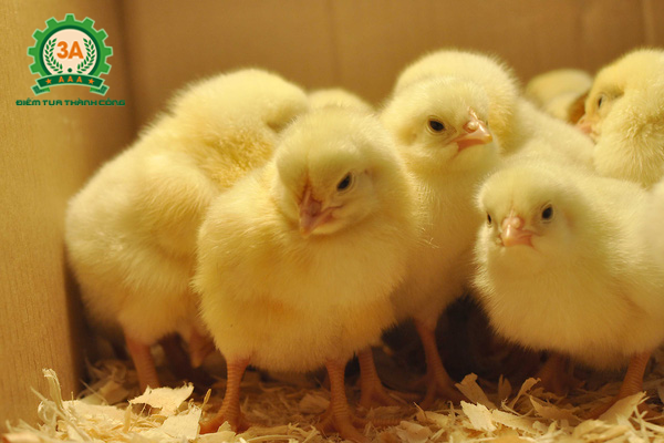 Kỹ thuật nuôi gà thả vườn: Chọn giống gà